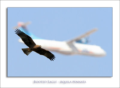 Booted Eagle - Aquila pennata