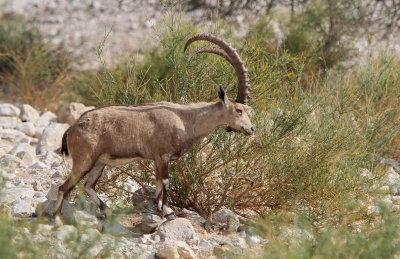 Nubian ibex (Capra nubiana)