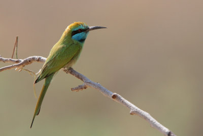 Green Bee-eater (Merops orientalis) ssp. cyanophrys