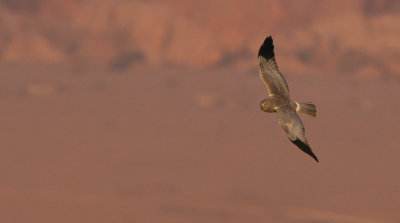Northern Harrier (Circus cyaneus)