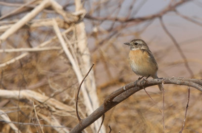 European Stonechat (Saxicola rubicola)