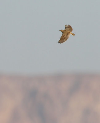 Oriental Skylark (Alauda gulgula)