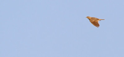 Oriental Skylark (Alauda gulgula)
