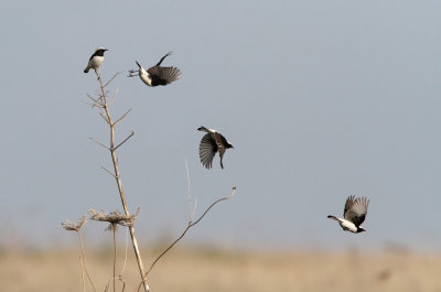 Finsch's Wheatear - (Oenanthe finschii)