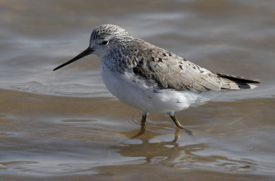 Marsh Sandpiper (Tringa stagnatilis)