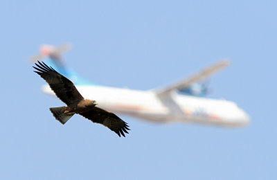 Booted Eagle - (Aquila pennata)