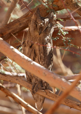  Pallid Scops Owl (Otus brucei)