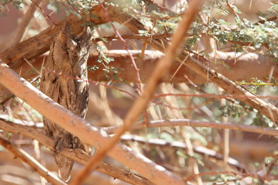  Pallid Scops Owl (Otus brucei)