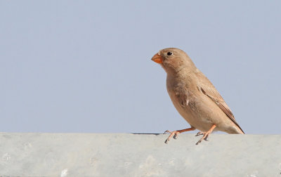 Trumpeter Finch (Bucanetes githagineus)