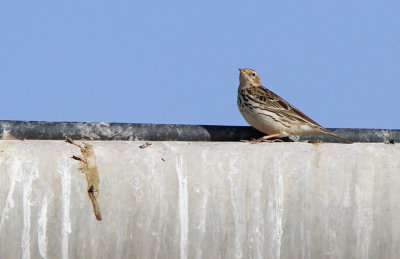Red-throated Pipit - (Anthus cervinus)