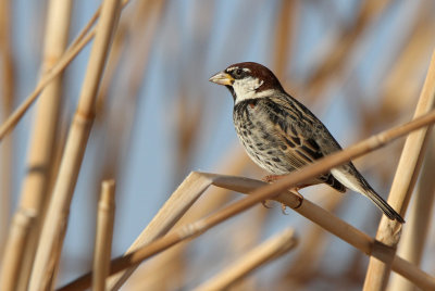 Spanish Sparrow (Passer hispaniolensis)