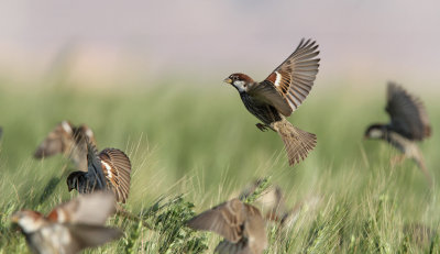 Spanish Sparrow (Passer hispaniolensis)