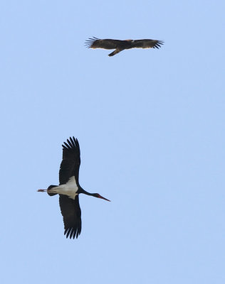Black Stork (Ciconia nigra) and Greater Spotted Eagle - (Aquila clanga)