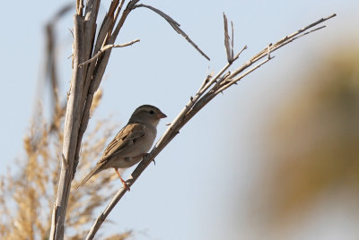 Dead Sea Sparrow - (Passer moabiticus)