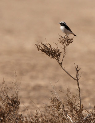 Mourning Wheatear - (Oenanthe lugens)