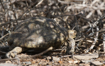 Spur-thighed tortoise (Testudo graeca)