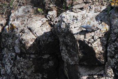 Blue Rock Thrush - (Monticola solitarius)