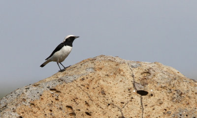 Finsch's Wheatear - (Oenanthe finschii)