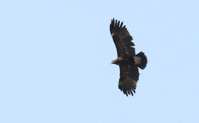 Greater Spotted Eagle - (Aquila clanga)
