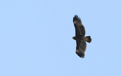 Greater Spotted Eagle - (Aquila clanga)