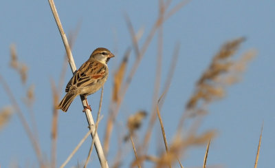 Dead Sea Sparrow - (Passer moabiticus)