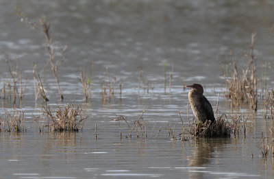 Pygmy Cormorant - (Phalacrocorax pygmeus)