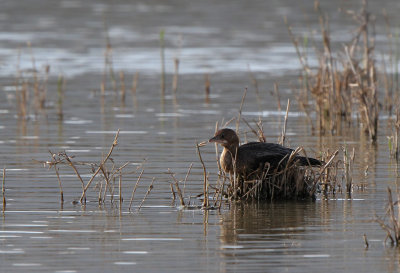 Pygmy Cormorant - (Phalacrocorax pygmeus)