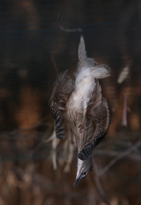 Black-crowned Night Heron - (Nycticorax nycticorax)