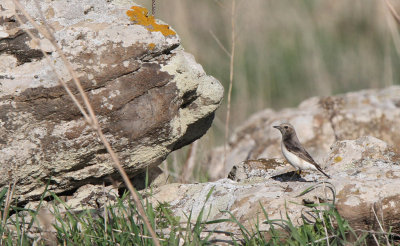 Finsch's Wheatear (Oenanthe finschii)