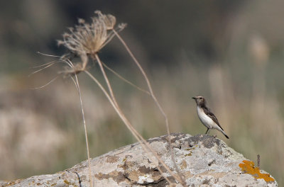 Finschs Wheatear (Oenanthe finschii)