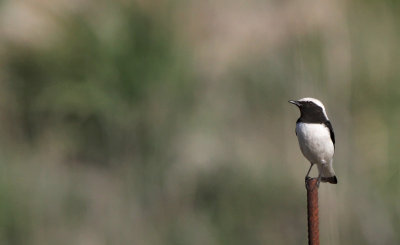 Finsch's Wheatear (Oenanthe finschii)