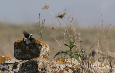 Finsch's Wheatear (Oenanthe finschii)