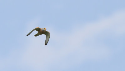 Lesser Kestrel - (Falco naumanni)