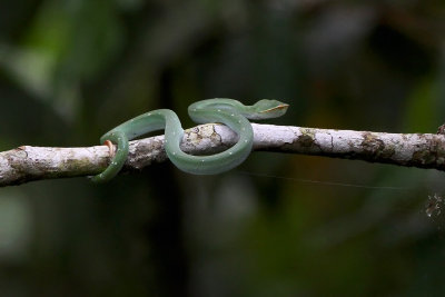 Wagler's Pit Viper (Tropidolaemus wagleri)