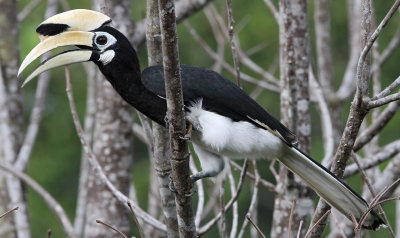 Oriental Pied Hornbill (Anthracoceros albirostris) ssp. convexus