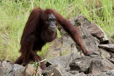 Bornean Orangutan - Pongo pygmaeus ssp. morio