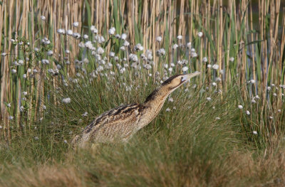 Eurasian Bittern - (Botaurus stellaris)