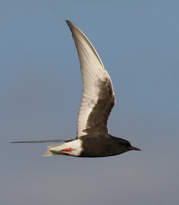 White-winged Tern (Chlidonias leucopterus)