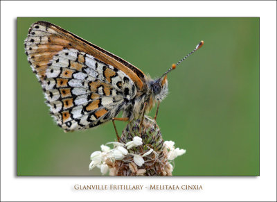 Glanville Fritillary - Melitaea cinxia