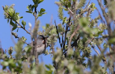 Hvidskægget Sanger - (Sylvia cantillans) - Subalpine Warbler