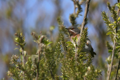 Hvidskægget Sanger - (Sylvia cantillans) - Subalpine Warbler