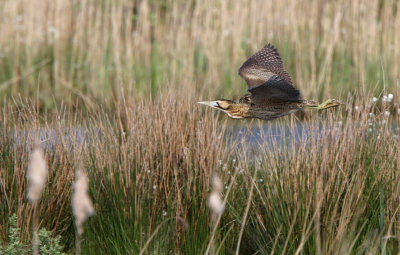 Eurasian Bittern - (Botaurus stellaris)