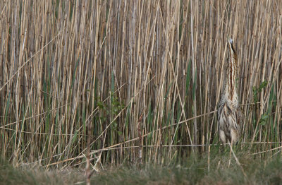 Eurasian Bittern - (Botaurus stellaris)