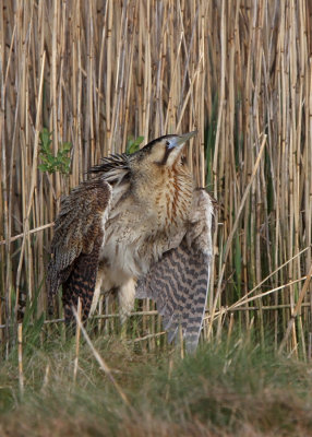 Eurasian Bittern - (Botaurus stellaris)