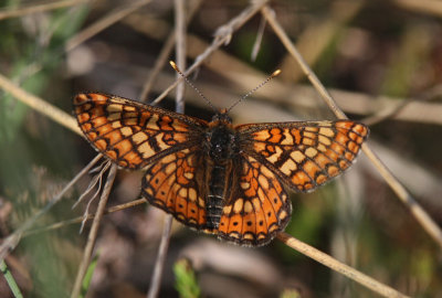 Danish Butterflies