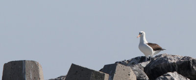 Sortbrynet Albatros - (Thalassarche melanophris) - Black-browed Albatross