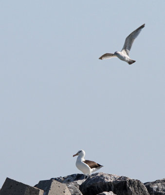 Sortbrynet Albatros - (Thalassarche melanophris) - Black-browed Albatross