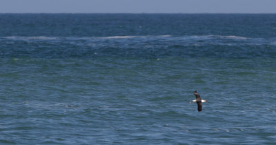 Sortbrynet Albatros - (Thalassarche melanophris) - Black-browed Albatross