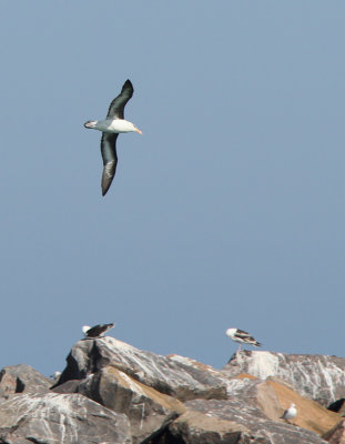 Sortbrynet Albatros - (Thalassarche melanophris) - Black-browed Albatross