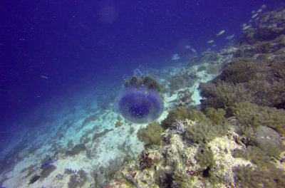 Big Blue Jellyfish